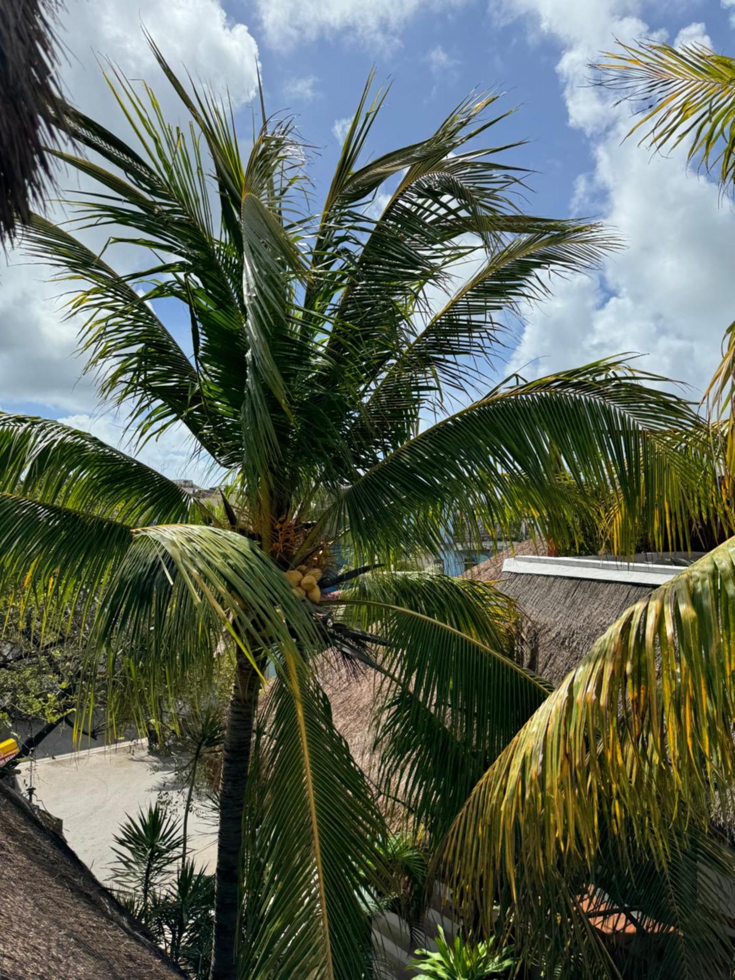 Kin Ha Tulum Hotel Ngoại thất bức ảnh